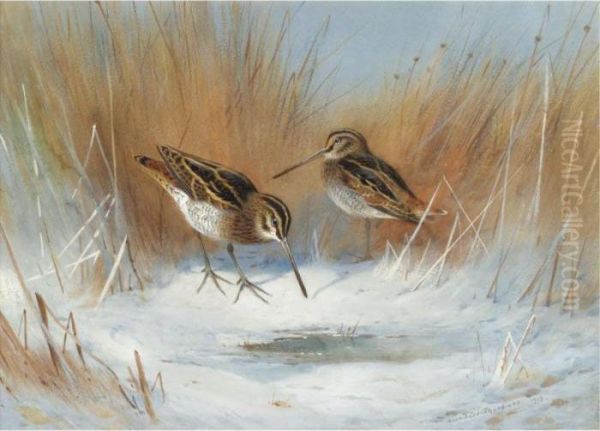 The Frost-bound Spring, Snipe In Winter Oil Painting by Archibald Thorburn