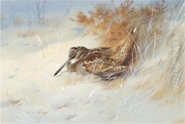 Woodcock Sheltering In The Snow Oil Painting by Archibald Thorburn