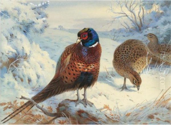 A Cock Pheasant And Hen Pheasant In Winter Oil Painting by Archibald Thorburn