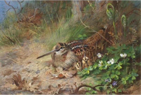 A Woodcock And Its Young Oil Painting by Archibald Thorburn