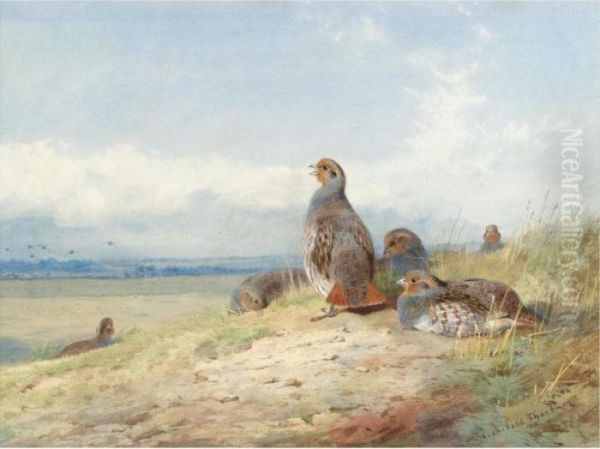 Red Partridges Oil Painting by Archibald Thorburn