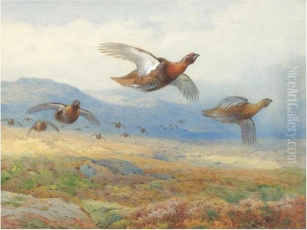 A Covey Of Grouse In Flight Oil Painting by Archibald Thorburn