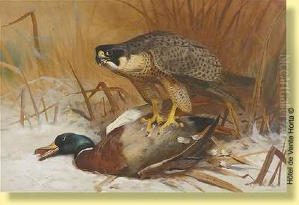 Le Faucon Et Les Colverts Oil Painting by Archibald Thorburn