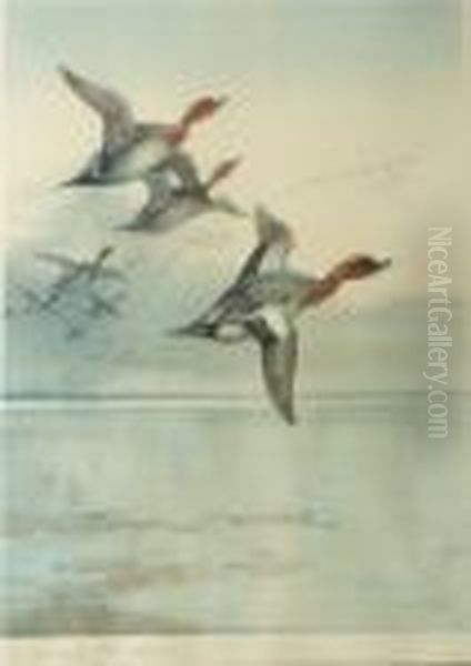 Ducks Flighting Oil Painting by Archibald Thorburn