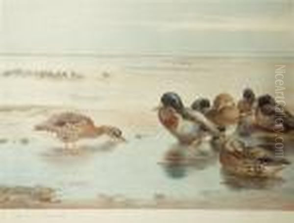 Ducks On The Foreshore Oil Painting by Archibald Thorburn