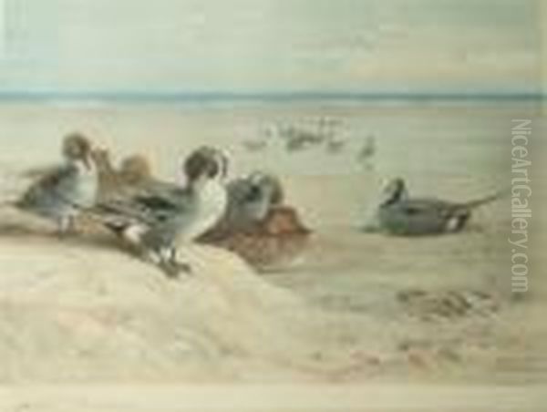 Ducks On The Foreshore Oil Painting by Archibald Thorburn