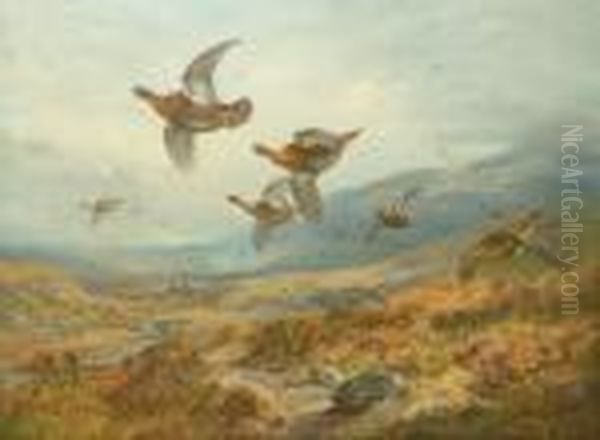 Grouse Flighting Over The Moor Oil Painting by Archibald Thorburn