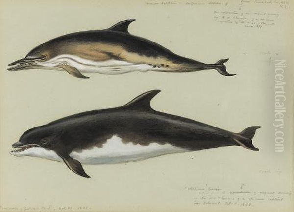 Common Dolphin And Bottlenose Dolphin Oil Painting by Archibald Thorburn