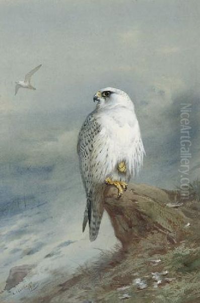 A Greenland Falcon Oil Painting by Archibald Thorburn