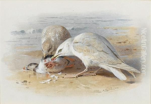 Gulls Feasting On A Puffin Oil Painting by Archibald Thorburn