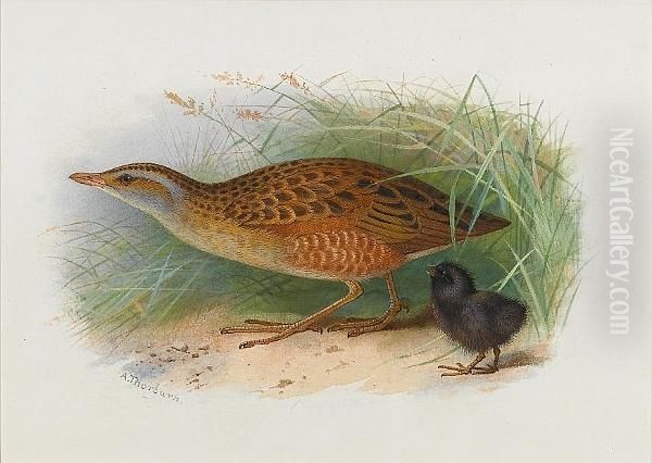 A Corncrake And Chick Oil Painting by Archibald Thorburn