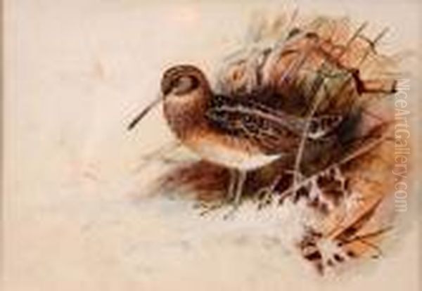 Study Of A Jack Snipe Oil Painting by Archibald Thorburn