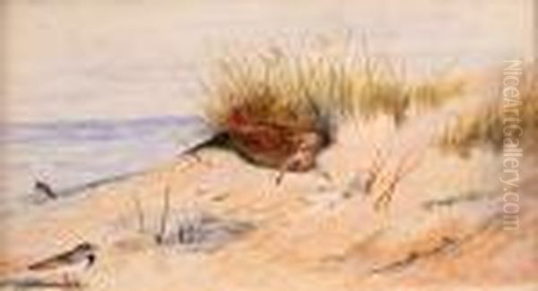 Woodcock And Turnstone In Sand Dunes With Coastbeyond by Archibald Thorburn