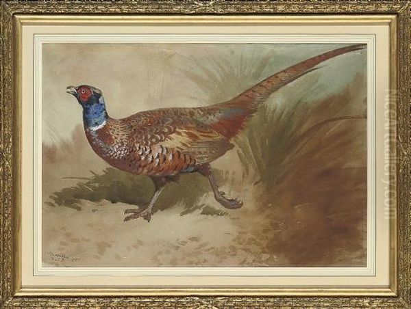 A Cock Pheasant Oil Painting by Archibald Thorburn