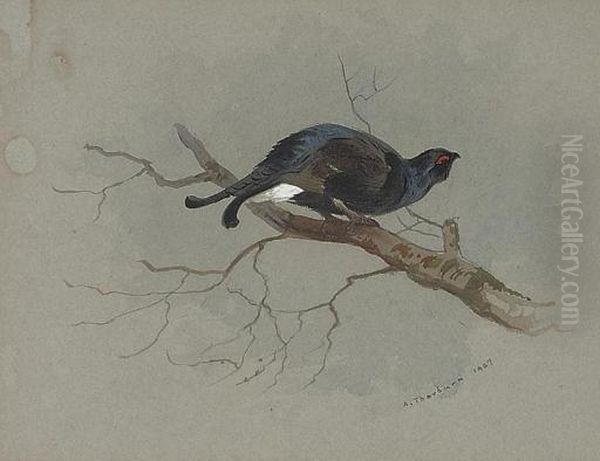 Black Grouse In A Tree Oil Painting by Archibald Thorburn