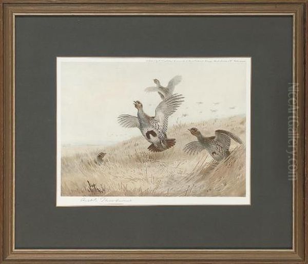 Partridge Taking Off; And Foraging Grouse Oil Painting by Archibald Thorburn