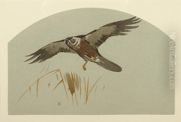 Marsh Harrier Oil Painting by Archibald Thorburn