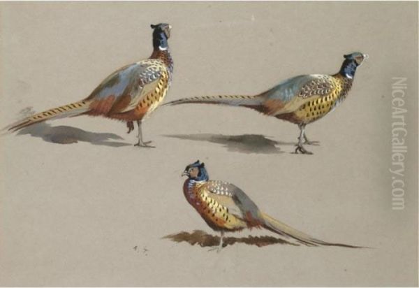 Studies Of A Cock Pheasant Oil Painting by Archibald Thorburn