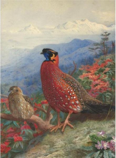 A Pair Of Satyr Tragopans Oil Painting by Archibald Thorburn