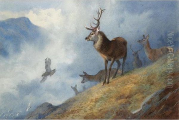 Red Deer Watching A Golden Eagle Hunt Ptarmigan Oil Painting by Archibald Thorburn