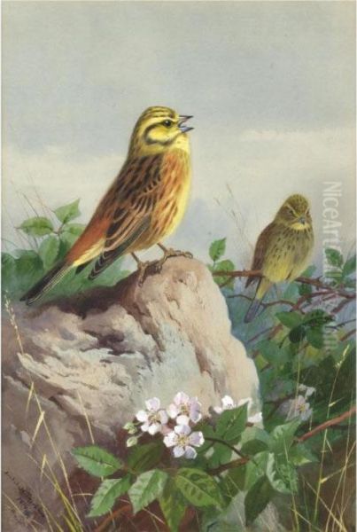 A Pair Of Yellowhammers Oil Painting by Archibald Thorburn