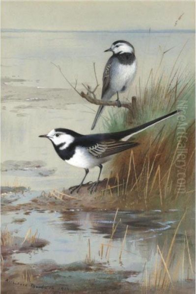 A Pair Of Pied Wagtails Oil Painting by Archibald Thorburn