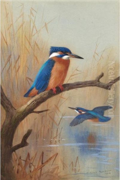 A Pair Of Kingfishers Oil Painting by Archibald Thorburn