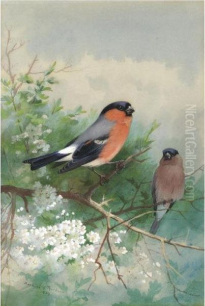 A Pair Of Bullfinches Oil Painting by Archibald Thorburn