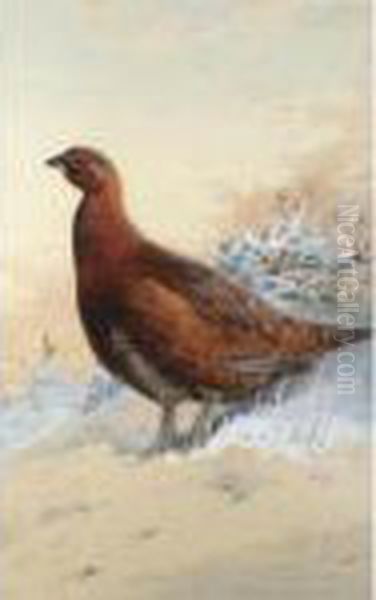 A Red Grouse In The Snow Oil Painting by Archibald Thorburn