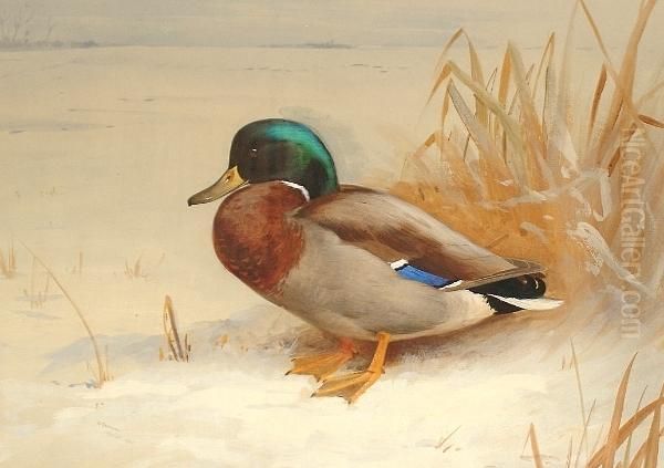 Mallard Duck Oil Painting by Archibald Thorburn