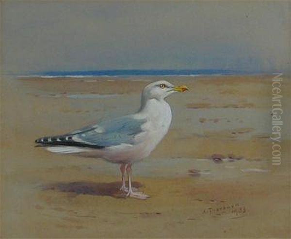 A Herring Gull On A Beach Oil Painting by Archibald Thorburn