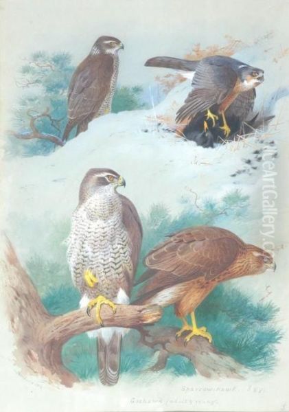 Sparrow Hawk Oil Painting by Archibald Thorburn