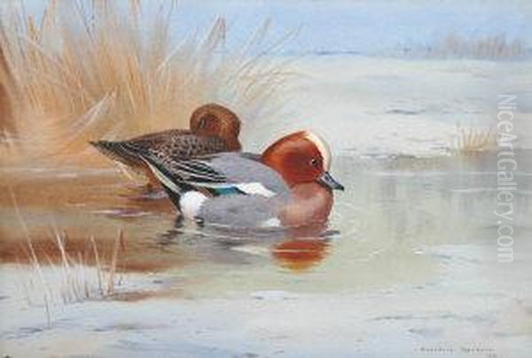 Wigeon On Water Oil Painting by Archibald Thorburn