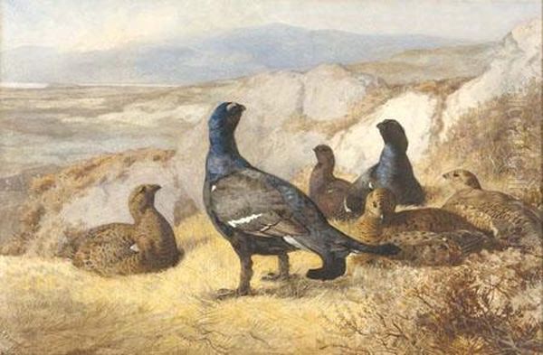 Black Cock Disturbed Oil Painting by Archibald Thorburn