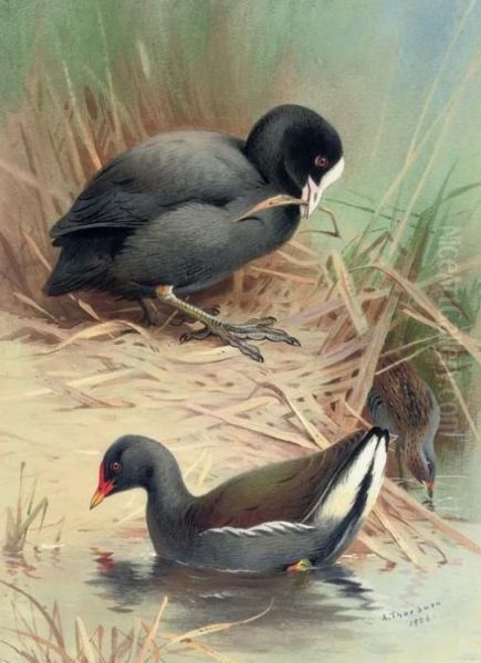 A Coot, Moorhen And Baillons Crake Oil Painting by Archibald Thorburn