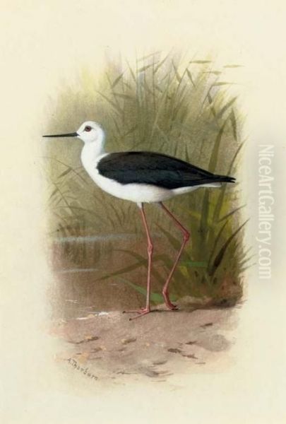 Black-winged Stilt, Himantopus Melantopterus Oil Painting by Archibald Thorburn