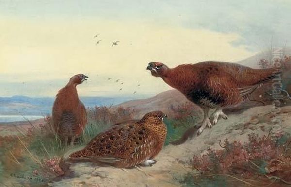 Red Grouse On A Rocky Outcrop Oil Painting by Archibald Thorburn