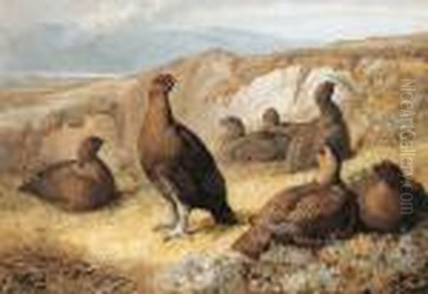 A Covey Of Red Grouse Oil Painting by Archibald Thorburn