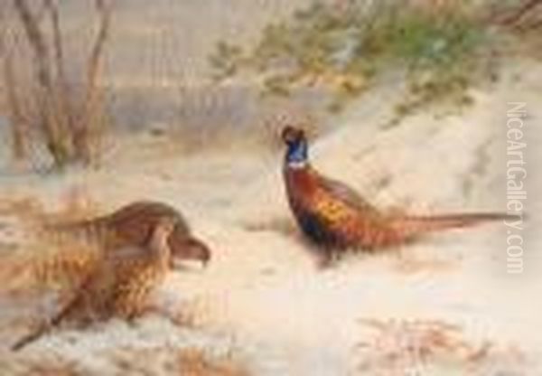 Winter Dawn Pheasants In The Snow Oil Painting by Archibald Thorburn