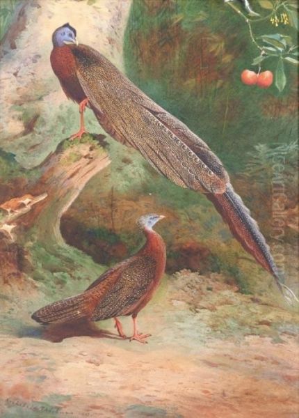 Pair Of Malay Arguses Oil Painting by Archibald Thorburn