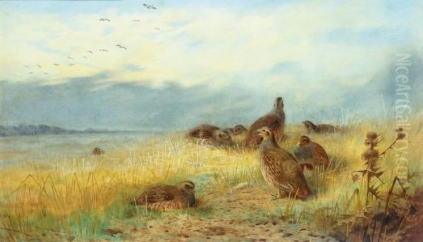 Call Of The Grey Partridge Oil Painting by Archibald Thorburn