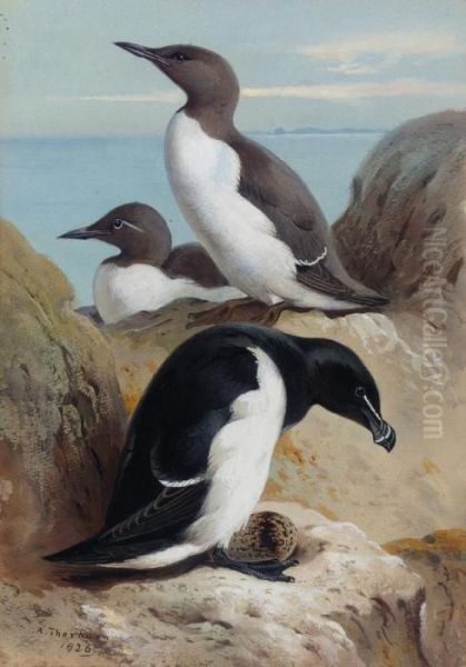 Razorbill And Two Guillemots Oil Painting by Archibald Thorburn