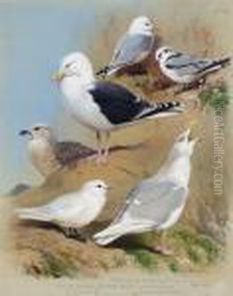 Two Kittiwake Gulls Two Great 
Black-backed Gulls An Ivory Gull And A Glaucous 
Gull Oil Painting by Archibald Thorburn