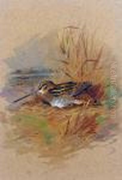 Snipe Sheltering Oil Painting by Archibald Thorburn