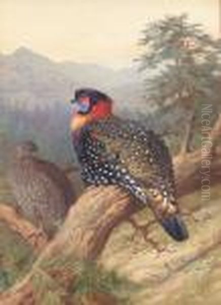 Pair Of Western Tragopans Oil Painting by Archibald Thorburn