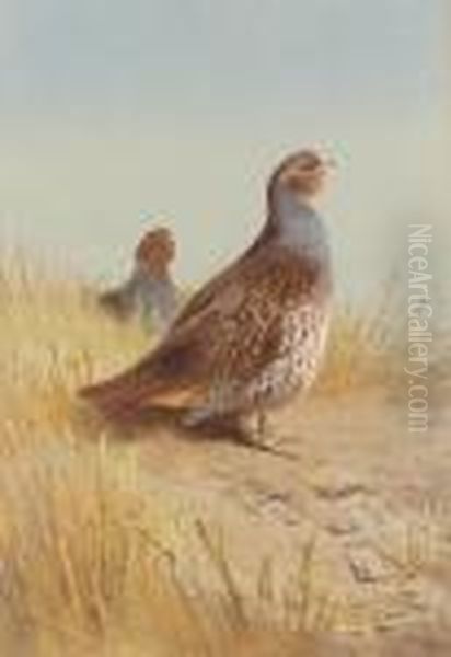 Pair Of English Partridges Oil Painting by Archibald Thorburn