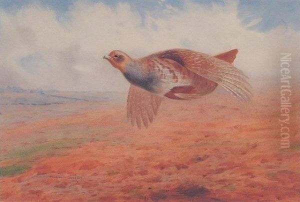 Grey Partridge In Flight Oil Painting by Archibald Thorburn