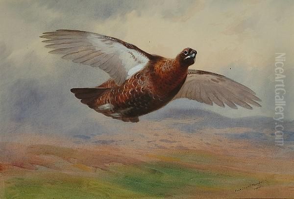 Red Grouse In Flight Oil Painting by Archibald Thorburn