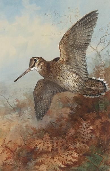 A Woodcock Roding Oil Painting by Archibald Thorburn