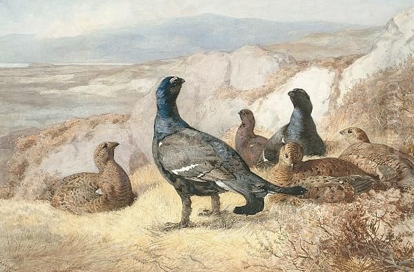 Black Game Disturbed Oil Painting by Archibald Thorburn